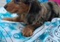Very well socialised and great with using their puppy pads. Mini Dachshund Dapple Puppy For Sale In Wilmington North Carolina Classified Americanlisted Com