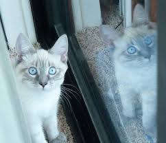Siamese Orientals Cats Lilac Point Seal Tabby Silver Siamese Seal Point Flame Point Balinese Andtonkinese Balinese Cat Cat Breeds Cats
