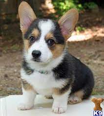Rating of fair or better, and are tested for vwd and dm. Pembroke Welsh Corgi Puppy For Sale Gina 4 Years Old