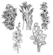 flowers set hand sketch drawing black and white 6006188 Vector Art at  Vecteezy