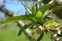 You certainly can try to grow one from a when there are no longer any bits of green on the fruits, they're ready. When Does A Peach Tree Bear Fruit 4 Things To Know Greenupside