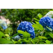 The act of seducing or the state of being seduced | meaning, pronunciation, translations and examples. Hydrangea Mac Belle Seduction Pflanzen Fur Dich De 19 95