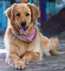 Check spelling or type a new query. Golden Pyrenees Dog Breed Information And Pictures