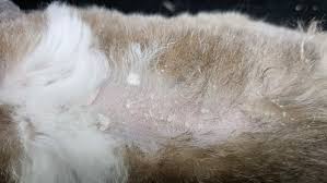 Image result for what do Cheyletiella look like in dog fur