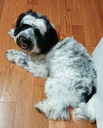 Tibetan Terrier Puppy - 8 Months Old - Jax Smiling Terrier Puppy Tibetan Terrier Terrier