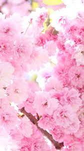 sony xperia z2 wallpapers hd xperia z and xperia z1 wallpapers 桜の壁紙 桜の花 花 壁紙