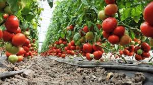 200 x 150 cm, cu inscripția program susținere tomate, anul 2020, direcţia pentru agricultură judeteana beneficiar numărul. Legumicultorii Care ObÅ£in Rosii In Sere Si Solarii Pot Valorifica ProducÅ£ia Si In Perioada 1 15 Iunie 2019 Ziarul Mara