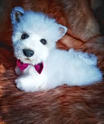 84 West Highland White Terriers On Tedsby