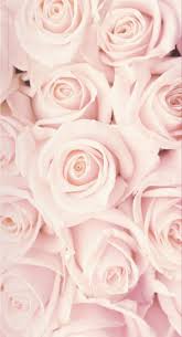 Pinterest Pastlelove White Roses Wallpaper Rose Gold Wallpaper Rose Wallpaper