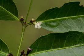 Image result for Polysphaeria lanceolata