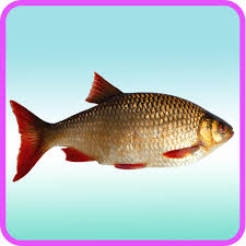 Swai fish — also known as basa fish, river cobbler or vietnamese catfish — is an affordable, tasty white fish. Recetas De Swai Fish Pescado En Escabeche Pickled Fish Recipe Kitchen De Lujo All Three Seafood Recipes Are Easy Healthy And Tasty Riochilloniepv