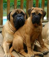 How Bout A Family Of Bull Mastiff Naman Hihihi I Miss You Nimble Bull Mastiff Bull Mastiff Dogs Mastiffs