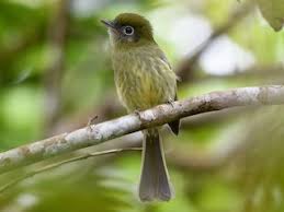 Image result for Rhynchotropis marginata