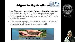 Economic Importance Of Algae Youtube
