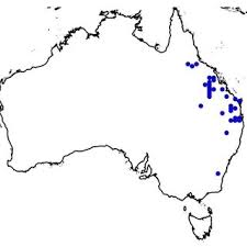 Image result for Moorochloa eruciformis