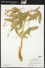 Image result for Rorippa nudiuscula