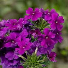 Image result for Kanahia laniflora