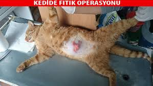 Winpet Kedi Ve Kopekler Icin Yara Koruyucu Korse