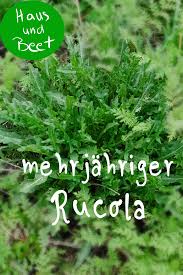 Rucola Der Salat Der Fast Das Ganze Jahr Lang Wachst Haus Und Beet Salat Pflanzen Gemuse Anbauen Bio Gemuse