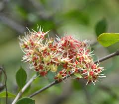 Image result for Lawsonia