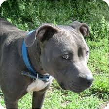 Roughneck staffordshire bull terriers usa. Sacramento Ca American Staffordshire Terrier Meet Jazzy Blue Nose A Pet For Adoption