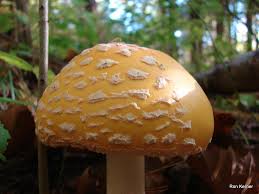 Unlike most ectomycorrhizal species, a. Amanita Muscaria Var Guessowii At Indiana Mushrooms