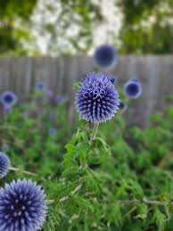 Image result for globe thistle