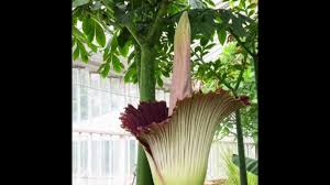 C'est la fleur d'une plante appelée l'arum titan : Les Images De La Floraison De La Plus Grande Fleur Au Monde En Belgique Video Dailymotion