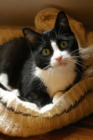 Black And White Cat And Like Omg Get Some Yourself Some Pawtastic Adorable Cat Apparel Cute Cats Kittens Cats