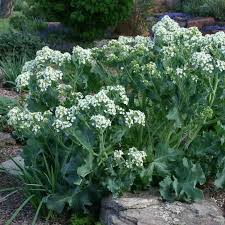 Image result for Crambe