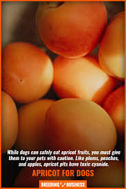 Mango yes, dogs can eat mangoes. 10 Exotic Fruits That Dogs Can Eat W Their Health Benefits