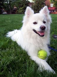 Loading American Eskimo Dog Facts American Eskimo Puppy Miniature American Eskimo