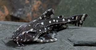 Black And White Spotted Catfish Spotted Raphael Catfish Aquarium Fish Aquarium Catfish Beautiful Tropical Fish