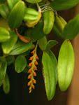 Image result for Bulbophyllum oreonastes