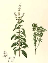 Image result for Ocimum angustifolium