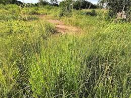 Image result for Bothriochloa bladhii