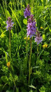 Image result for Ozoroa nitida