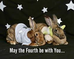 Loss is loss. ― meg donohue, dog crazy: Pin By Sean On Flemish Rabbits Bunny Quotes Giant Bunny Cute Bunny