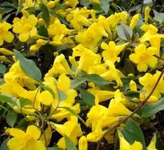 Image result for Gelsemiaceae