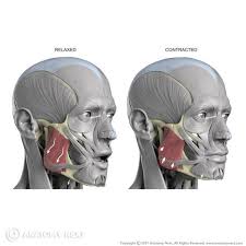 Masseter Facial Anatomy Anatomy Sculpture Human Anatomy Drawing