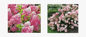Blooms for over eight weeks. Vanilla Strawberry Hydrangea Hortensja Bukietowa Vanilla Frise Hd Png Download Transparent Png Image Pngitem