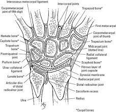Bones Of The Wrist And Hand For Dummies Anatomy Bones Bone And Joint Wrist