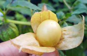 Ukuran bunganya boleh saja kecil, namun eksistensinya di lingkungan rumah anda bisa memberikan nuansa yang berbeda. Mengenal Ciplukan Si Mungil Yang Kaya Manfaat Mongabay Co Id Mongabay Co Id