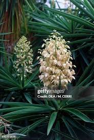 Image result for Yucca gigantea