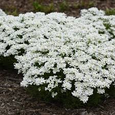 <p>candy tuft or iberis sempervirens is an amazing petite blooming ground cover. Snowsation Evergreen Candytuft Iberis Sempervirens Proven Winners