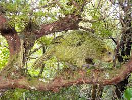 Kakapo Camouflage Is Pretty Incredible Even At Close Range They Re Very Hard To See Conservation Parrots Best Camouflage Flightless Parrot Pretty Good