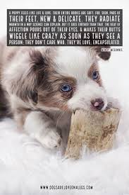 Dog Quote A Puppy Feels Like Life And Love Dog Dog Quotes Inspirational Quotes Funny Quotes Life Quotes Dog Quotes Puppy Quotes Cute Dog Quotes