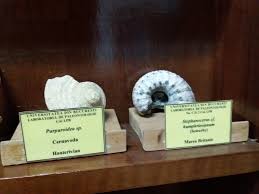 In prezent, facultatea de drept dispune de toate mijloacele necesare organizării şi desfăşurării activităţilor didactice, de cercetare ştiinţifică şi calea văcăreşti nr.187, bucureşti telefon: Facultatea De Geologie È™i GeofizicÄƒ Unibuc