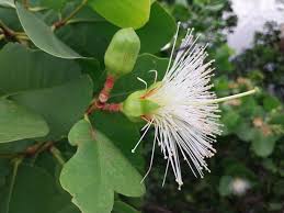 Image result for Sonneratia alba