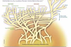 Sandwalk: The Web of Life